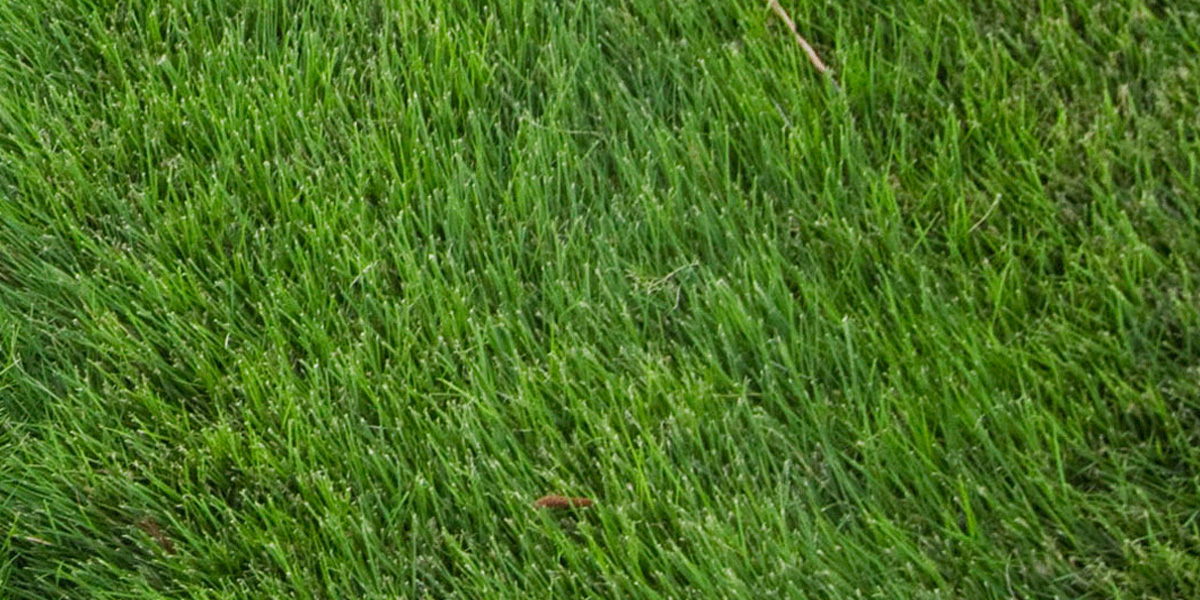 Zoysia
